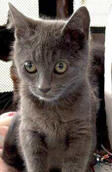 Rescue Domestic Short Hair Cats for Adoption in Santa Rosa, California - Baby Grey | PetCurious