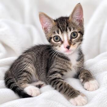 Pickles -  Domestic Short Hair Cat for Adoption in Tucson, Arizona - Pickles | PetCurious