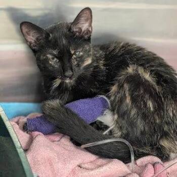 Gemma -  Domestic Short Hair and Tortoiseshell Cat for Adoption in Cincinnati, Ohio - Gemma | PetCurious