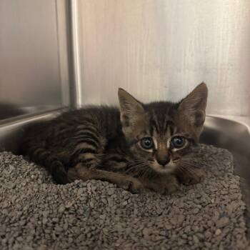 Domestic Short Hair Cats Available for Adoption in Columbus, Georgia - Fiasco | PetCurious