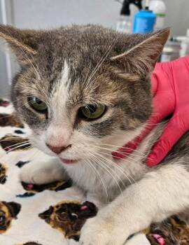 Miss Purrfect -  Domestic Short Hair Cat for Adoption in Lafayette, Indiana - Miss Purrfect | PetCurious