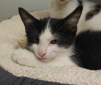 Domestic Short Hair Cats Available for Adoption in Palo Alto, California - OREO | PetCurious