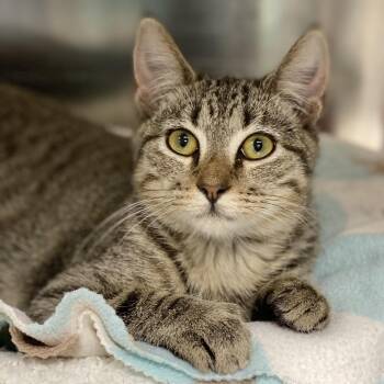 Rescue Tabby Cats for Adoption in Collierville, Tennessee - Oscar | PetCurious