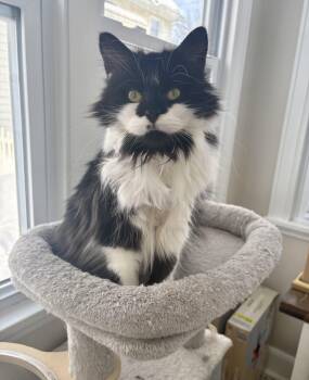 Domestic Long Hair Cats Available for Adoption - Sushi | PetCurious