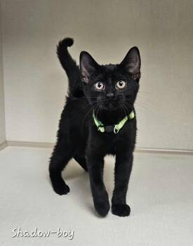 Shadow -  Domestic Short Hair Cat for Adoption in Wapakoneta, Ohio - Shadow | PetCurious