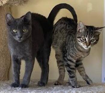 Domestic Short Hair Cats Available for Adoption in Seattle, Washington - Jody (and Jazz) | PetCurious