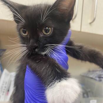 Shiba -  Domestic Short Hair Cat for Adoption in Westminster, California - Shiba | PetCurious