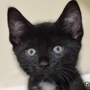 Jet -  Domestic Short Hair Cat for Adoption in Victor, New York - Jet | PetCurious