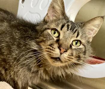 Domestic Long Hair Cats Available for Adoption - MacGyver | PetCurious