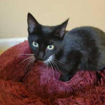 Priscilla (Pringle) -  Domestic Short Hair and Mixed Breed Cat for Adoption in Spruce Pine, North Carolina - Priscilla (Pringle) | PetCurious