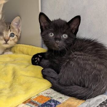 Domestic Short Hair Cats Available for Adoption in Buchanan Dam, Texas - Kings | PetCurious
