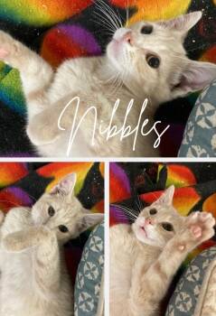 Rescue Domestic Short Hair Cats for Adoption in Pierceton, Indiana - Nibbles | PetCurious
