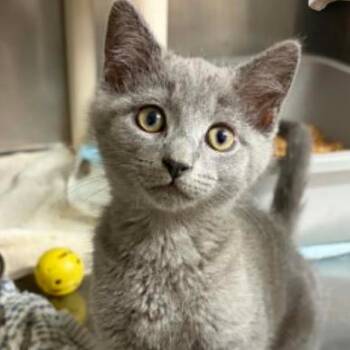 Captain Morgan -  Domestic Short Hair Cat for Adoption in Concord, North Carolina - Captain Morgan | PetCurious