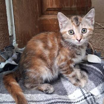 Daisy -  Domestic Medium Hair Cat for Adoption in Tucson, Arizona - Daisy | PetCurious