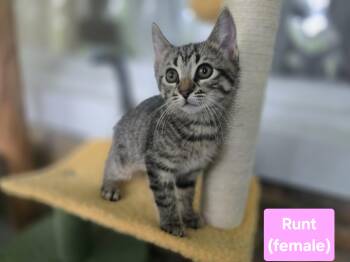 Runt -  American Shorthair Cat for Adoption in Beach Park, Illinois - Runt | PetCurious