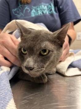 Zane (working cat) -  Domestic Short Hair Cat for Adoption in Fairfax, Virginia - Zane (working Cat) | PetCurious
