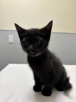 Domestic Short Hair Cats Available for Adoption in Leesburg, Virginia - COLE | PetCurious