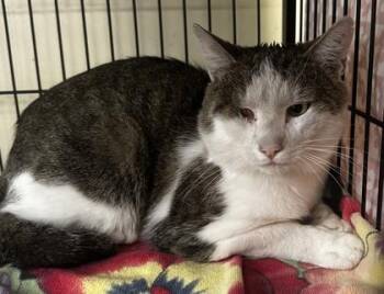 Dandy -  Domestic Short Hair Cat for Adoption in Lowell, Massachusetts - Dandy | PetCurious