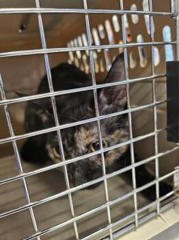 EMMA -  Domestic Short Hair Cat for Adoption in Palmetto, Florida - EMMA | PetCurious
