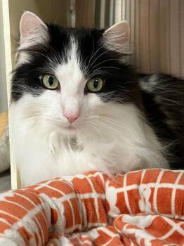 Domestic Long Hair Cats Available for Adoption in Lunenburg, Massachusetts - Boots | PetCurious