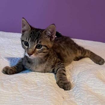 Fox Conch -  Domestic Short Hair Cat for Adoption in Wichita, Kansas - Fox Conch | PetCurious