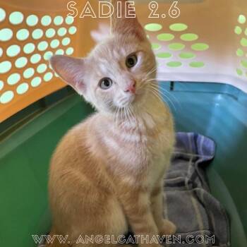 Rescue Domestic Short Hair Cats for Adoption in Plainville, Massachusetts - Sadie 2.6 | PetCurious