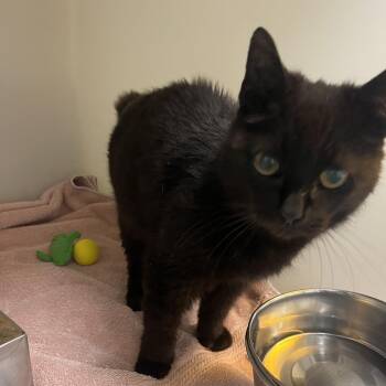 Domestic Short Hair Cats Available for Adoption in Harrisonburg, Virginia - 70948 | PetCurious