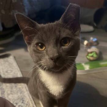 Rescue Domestic Short Hair Cats for Adoption in Toledo, Ohio - Dennis | PetCurious