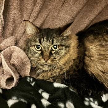Felix -  Maine Coon and Domestic Long Hair Cat for Adoption in Council Bluffs, Iowa - Felix | PetCurious
