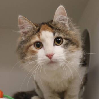 Sali -  Domestic Long Hair Cat for Adoption in Champaign, Illinois - Sali | PetCurious