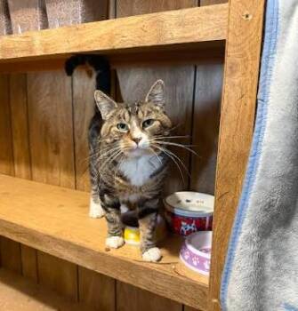 Mickie -  Domestic Short Hair Cat for Adoption in Everett, Washington - Mickie | PetCurious