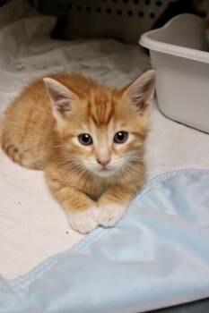 Domestic Short Hair Cats Available for Adoption in Morgantown, Kentucky - Beasley Kitten 5 | PetCurious