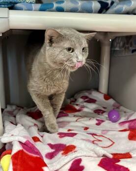 Domestic Short Hair Cats Available for Adoption in Kalamazoo, Michigan - CHOWDER | PetCurious