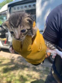 Domestic Short Hair Cats Available for Adoption in Dallas, Texas - ARLO | PetCurious