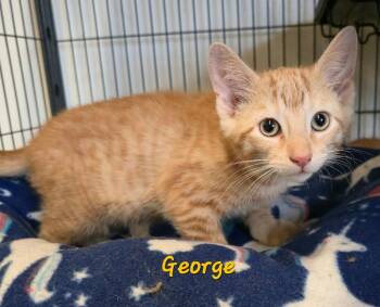 George -  Domestic Short Hair Cat for Adoption in Cedar Rapids, Iowa - George | PetCurious