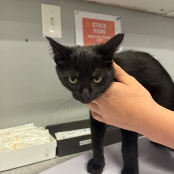 Aaron -  Domestic Short Hair Cat Available for Adoption in Spokane, Washington - Aaron | PetCurious