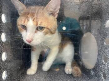 Hunter -  Domestic Short Hair Cat for Adoption in New York, New York - Hunter | PetCurious