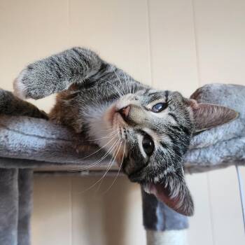 Rescue Tabby and Domestic Short Hair Cats for Adoption in Harrisburg, Pennsylvania - Caleb | PetCurious