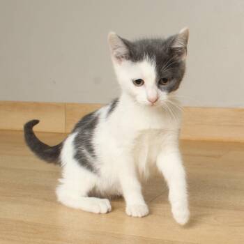 Fender C70298 -  Domestic Short Hair Cat for Adoption in Minnetonka, Minnesota - Fender C70298 | PetCurious