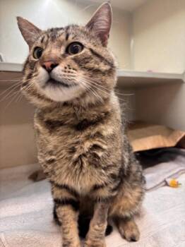 J. JONAH JAMESON -  Domestic Short Hair Cat for Adoption in Loveland, Colorado - J. JONAH JAMESON | PetCurious