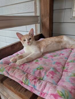 Hocus and Pocus -  Domestic Short Hair Cat for Adoption in Lacon, Illinois - Hocus And Pocus | PetCurious