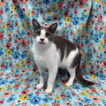 Rescue Domestic Short Hair Cats for Adoption in Bear, Delaware - Blair | PetCurious