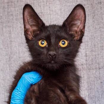 Trent -  Domestic Medium Hair Cat for Adoption in Hattiesburg, Mississippi - Trent | PetCurious