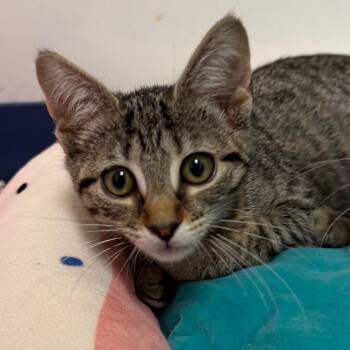 Noodle -  Domestic Short Hair Cat Available for Adoption in West Palm Beach, Florida - Noodle | PetCurious