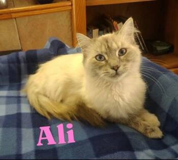 Ali -  Siamese and Domestic Long Hair Cat for Adoption in Wyandotte, Michigan - Ali | PetCurious
