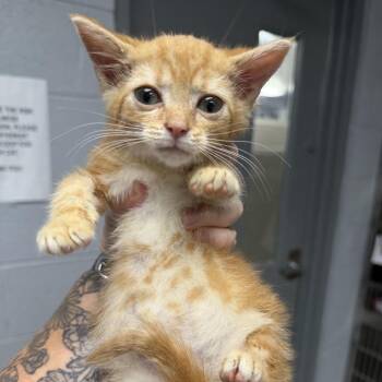 Domestic Short Hair Cats Available for Adoption in Lynchburg, Virginia - Zucchini | PetCurious