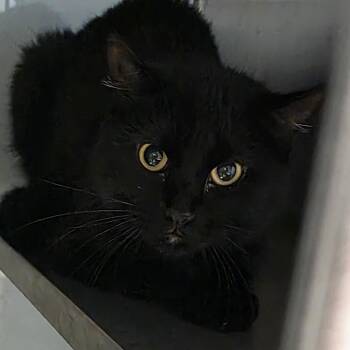 Lovett Cat 1 -  Domestic Short Hair Cat for Adoption in Abilene, Texas - Lovett Cat 1 | PetCurious