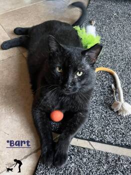 Bart -  Domestic Short Hair Cat for Adoption in Centerville, Utah - Bart | PetCurious