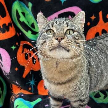 Harvest -  Domestic Short Hair Cat for Adoption in Fairmont, Minnesota - Harvest | PetCurious