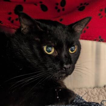 Domestic Short Hair Cats Available for Adoption - Fearoe | PetCurious